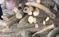 Thu giữ gần 550 kg ngà voi
