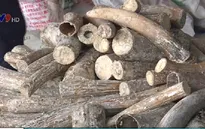 TP.HCM: Bắt 1 tấn ngà voi giấu trong thân gỗ nhập lậu