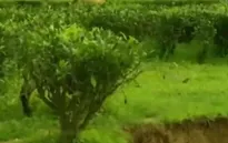 Ngành chè Ấn Độ gặp khó do xói mòn đất đai