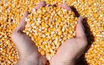Giá ngô, lúa mỳ và đậu tương cùng tăng trong tuần qua