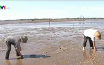 Ngư dân Hà Tĩnh khốn đốn sau thảm họa môi trường do Formosa