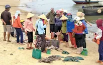 Đề nghị miễn học phí cho 16.000 học sinh bị ảnh hưởng sự cố môi trường