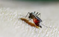 Trung Quốc ghi nhận ca nhiễm virus Zika thứ 2