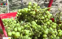 Mưa lớn kéo dài làm tan hoang vườn nho Tết ở Ninh Thuận