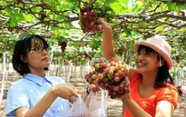 Khai mạc lễ hội Nho và Vang Ninh Thuận 2016