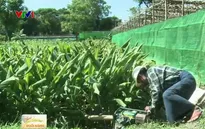 Myanmar ứng dụng công nghệ in 3D vào nông nghiệp