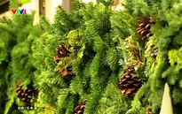 Sức hút của cây thông Noel truyền thống tại Mỹ