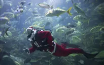 Ông già Noel trong... bể cá
