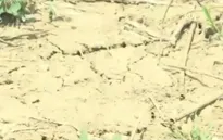Ngành nông nghiệp Cuba thiệt hại nghiêm trọng vì El Nino