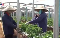 Lâm Đồng thu hút 500 triệu USD vào nông nghiệp công nghệ cao