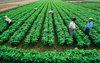 Việt Nam tham gia sáng kiến tầm nhìn mới trong nông nghiệp