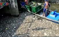 Chỉ 13% nước thải tại TP.HCM được xử lý trước khi thải ra môi trường
