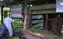 TT-Huế: Giúp người dân cải thiện sinh kế để bảo vệ rừng