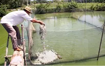 Giá cá tra tăng, có nên mở rộng diện tích nuôi?