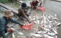 Giá giảm mạnh, nông dân nuôi cá tra "tiến thoái lưỡng nan"