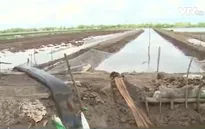 Khi con tôm giết chết cây lúa ở Kiên Giang