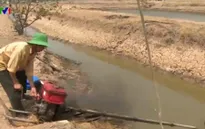 45% diện tích nuôi tôm ở Cà Mau bị bỏ hoang