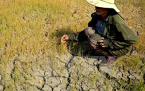 Giải pháp cho tranh chấp tôm - lúa