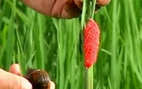 4 tỉ đồng ngăn chặn sinh vật ngoại lai tại vườn quốc gia Tràm Chim