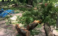 TP.HCM: Cây cổ thụ tét nhánh, đè trúng cụ bà