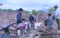 Nghịch lý phá rừng để... trồng rừng
