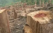 Rừng phòng hộ bị đốt trụi, kiểm lâm vẫn bao biện