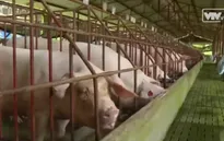 Phạt tù người sử dụng chất cấm trong chăn nuôi: Liệu có dễ?