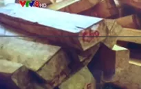 Quảng Nam: Bắt vụ vận chuyển gỗ pơ mu lớn tại Nam Giang