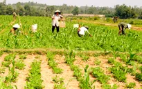 Ổn định lương thực nhờ thích ứng biến đổi khí hậu