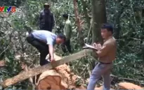 Bắt đối tượng phá rừng chống người thi hành công vụ