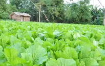 Loại rau nào “tắm” thuốc trừ sâu nhiều nhất?