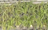 Sinh viên khởi nghiệp với mô hình rau sạch hộ gia đình