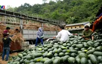 70% rau quả Việt Nam xuất khẩu sang Trung Quốc