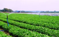Đà Nẵng: Trồng 300ha rau sạch, tuyên chiến với thực phẩm bẩn