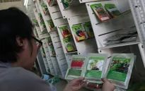 Người tiêu dùng “loạn” với hạt giống trồng rau mầm