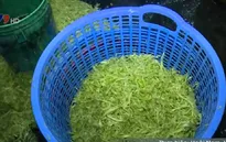 TP.HCM bắt quả tang 3 cơ sở bào rau muống nhúng hóa chất bảo quản