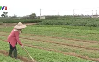Sản xuất rau an toàn: Dễ hay khó?