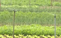 Sản xuất rau an toàn, người trồng vẫn gặp khó khăn