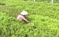 Rau an toàn giá thấp, người dân gặp khó khăn