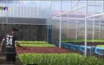 Sản xuất rau sạch - Xu hướng của nhiều trang trại tại Thái Lan