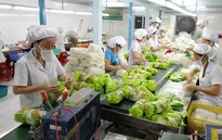 Xuất khẩu rau, quả 9 tháng tăng trên 1,8 tỷ USD