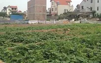 Yêu cầu xử lý vi phạm về đất đai tại huyện Đông Anh, Hà Nội