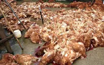 Năm 2017, Việt Nam sẽ xuất khẩu thịt gà sang Nhật Bản
