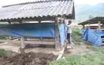 Quảng Trị chủ động chống đói, chống rét cho đàn gia súc