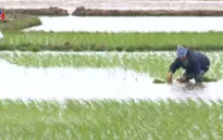 Nông dân “oằn mình” trong đợt rét đậm, rét hại đầu tiên