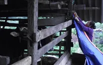 Hà Giang chủ động phòng chống rét cho đàn gia súc