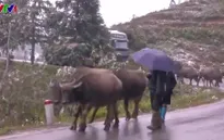 Lào Cai: Hàng chục con trâu, bò chết vì rét