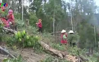 Gia tăng tình trạng phá rừng dịp giáp Tết tại Tây Nguyên