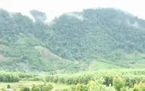 Khôi phục rừng để ứng phó với biến đổi khí hậu