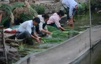 Cận cảnh rau, hành được “tắm” bằng... nước thải đen kịt để vào siêu thị